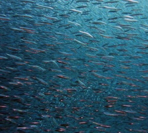 ​Кабмін запустив експериментальний проєкт з електронного декларування права на промислове рибальство