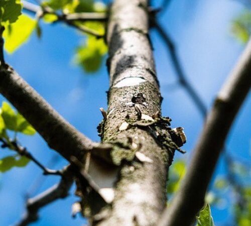 Мінекономіки та ООН запускають проєкт із відновлення лісів в Україні